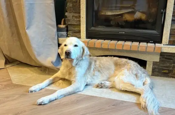 Собаки потеряшки, Красноярск, фото: Потеряшка собака, женская, Свободный проспект, 74Н/11, Красноярск - золотистый ретривер