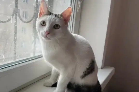 Найдена кошка, Иркутск, фото: Найден кот, Пограничный переулок, Иркутск - домашний, подстрижены когти