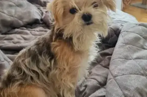 Найдена собака, Владивосток, фото: Найдена собака, женский пол, улица Чкалова, Владивосток - окрас как у Йорка