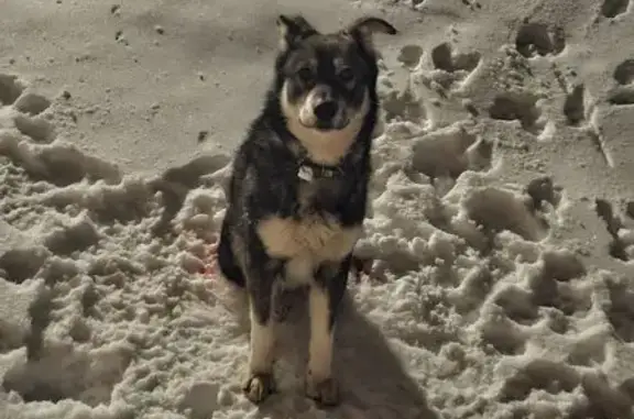 Найденные животные Шуя, фото: Найдена собака, 2-й Болотный переулок, Шуя - зелёный добротный ошейник