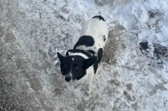 Объявления о пропавших и найденных животных, Челябинск, фото: Найдена собака, улица Островского, 31А, Челябинск - ласковая и игривая