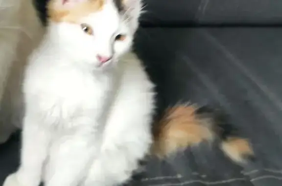 Пропала кошка, женский пол, улица Глинки, 96Б, Ростов-на-Дону - photo