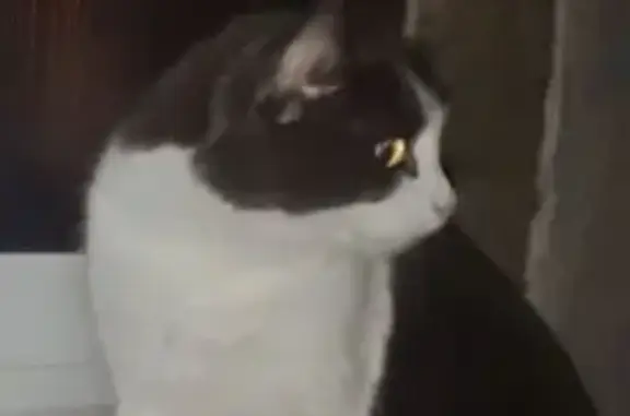 Пропал кот, Ишимбай, Башкортостан - бело-серый окрас, повреждена правая лапка - photo