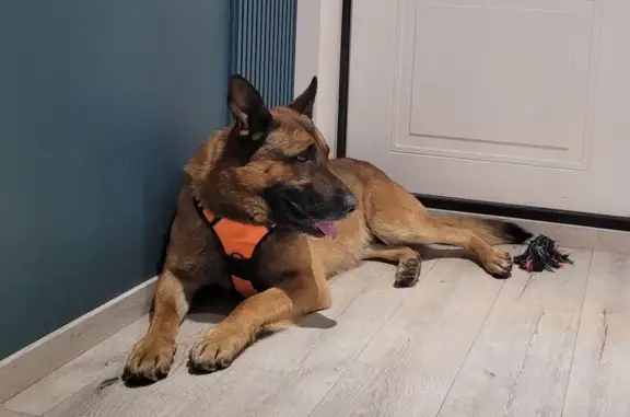 Найдена собака, Красноярск, фото: Найден собака, Рязанская улица, Красноярск - кобель немецкой овчарки