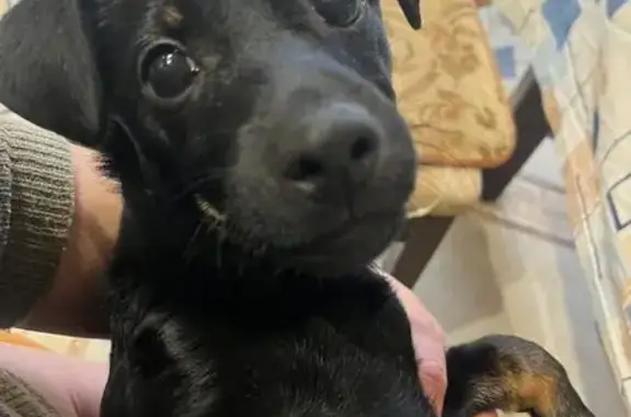 Пропал собака, Калининград, Калининградская область - маленькая и активная - photo