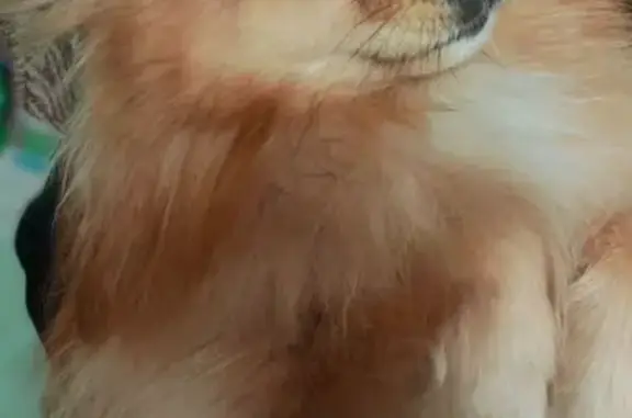 Пропал собака, мужской, улица Ильича, 78, Нижний Тагил - светло-рыжий, острый нос - photo