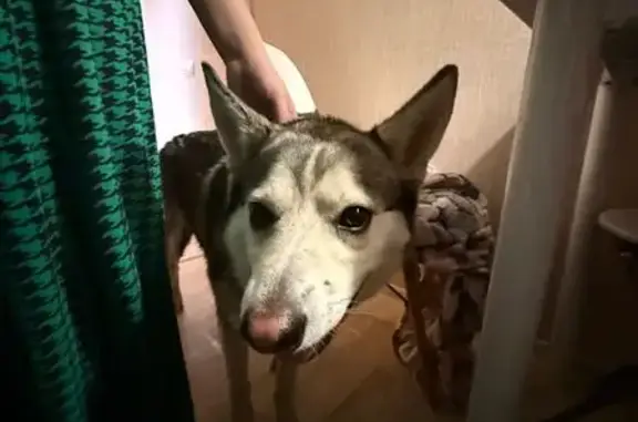 Найдена собака, Калининград, фото: Найдена собака, улица Маршала Борзова, Калининград