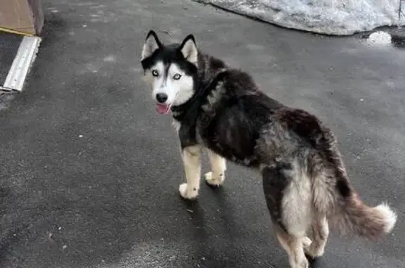Объявления о пропавших и найденных животных, Москва, фото: Найдена собака, улица Приорова, 36, Москва - голубые глаза, хаски