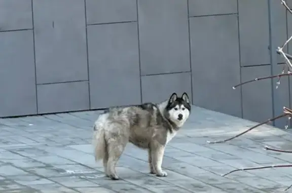 Найдена собака, Волгоград, фото: Найдена собака, улица Циолковского, Волгоград - усталая и мечется