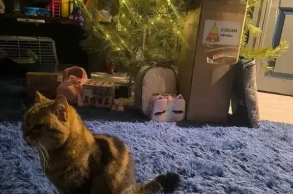 Объявления о пропавших и найденных животных, Ростов-на-Дону, фото: Пропала кошка, улица Рябышева, 4, Ростов-на-Дону - пожилая с зелёным ошейником