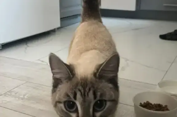 Найдена кошка, Краснодар, фото: Найдена кошка, улица Тургенева, 118, Краснодар - голубые глаза, чёрный ошейник