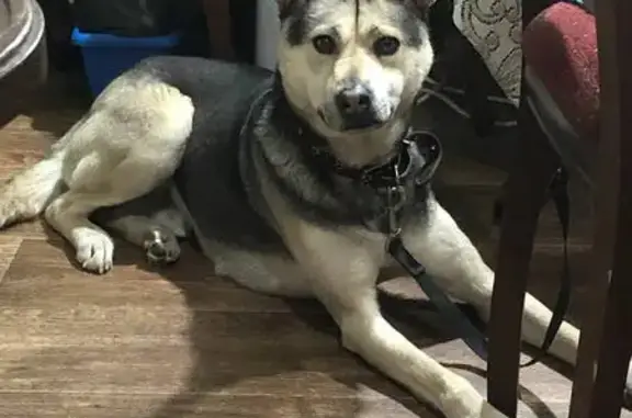 Найдена собака, Новосибирск, фото: Найден собака, мужской, улица Чапаева, 5, Новосибирск - бегал весь день