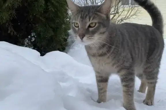 Пропал кот, Пролетарская улица, 18, Таруса - крупный, может прихрамывать на переднюю лапу - photo