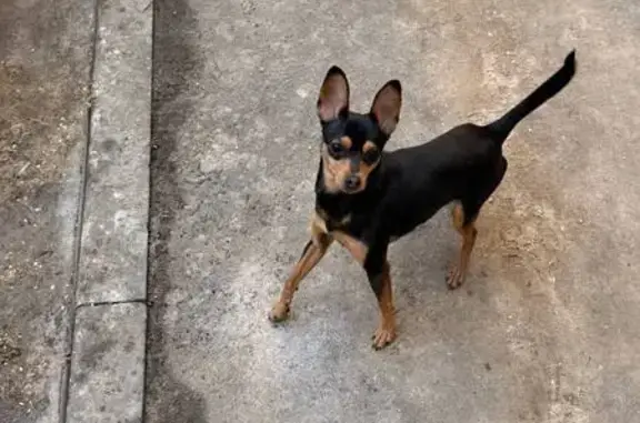 Найден собака, переулок Здоровья, 90Г, Воронеж - район ЖК Зеленая Долина - photo