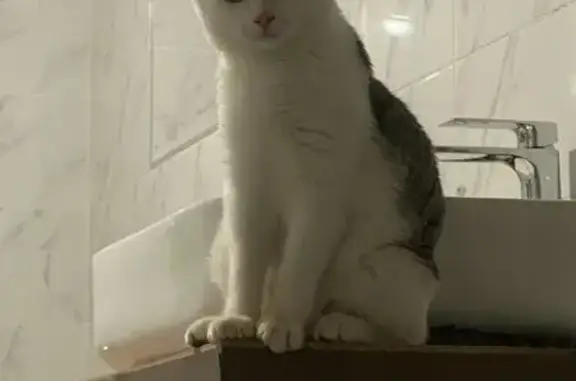 Пропала кошка Мальчик, Шишкино (rl1153051) - photo