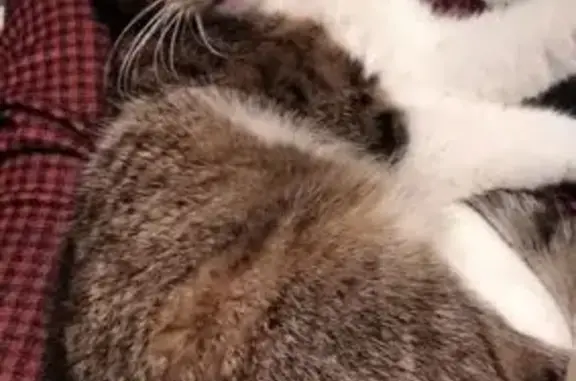 Пропала кошка, Софийская улица, 51, Санкт-Петербург - рыженькая, маленькая, добрая - photo