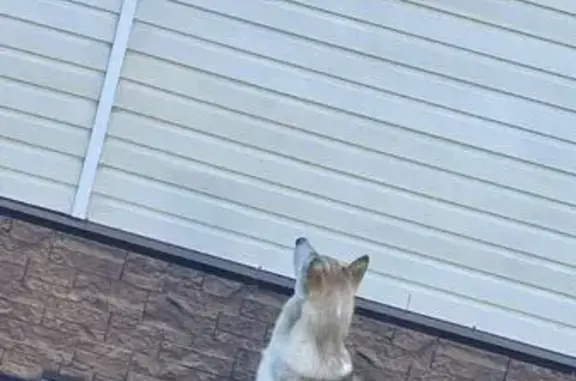 Пропала собака, мужской, 04А-300, городское поселение Емельяново - зеленоватый ошейник - photo