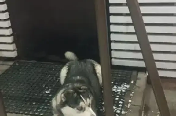 Найдена собака, Щёлково, фото: Найден собака, Брусничная улица, 18, Щёлково - метис хаски с голубыми глазами