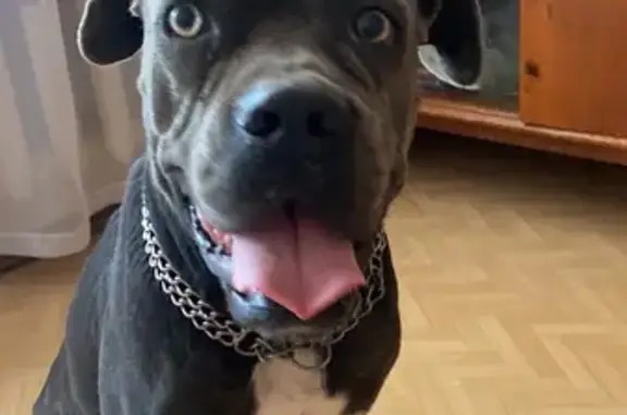 Найдена собака, Краснодар, фото: Найдена собака, женский пол, улица Стасова, 161, Краснодар