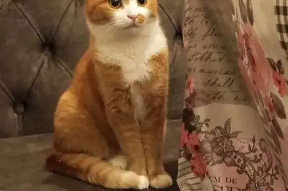 Пропала кошка, Ленинская улица, 40, Ленина - рыжая с пятнышком на мордочке - photo