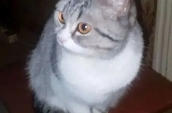 Пропала кошка, женский пол, улица Поэта Майорова, 21, Иваново - photo