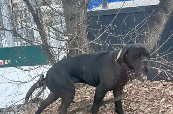 Найдена собака, Красноярск, фото: Найдена собака, девочка, Семафорная улица, Красноярск