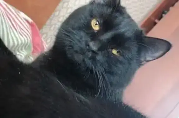 Пропал кот, улица Яблочкова, 25, Астрахань - photo