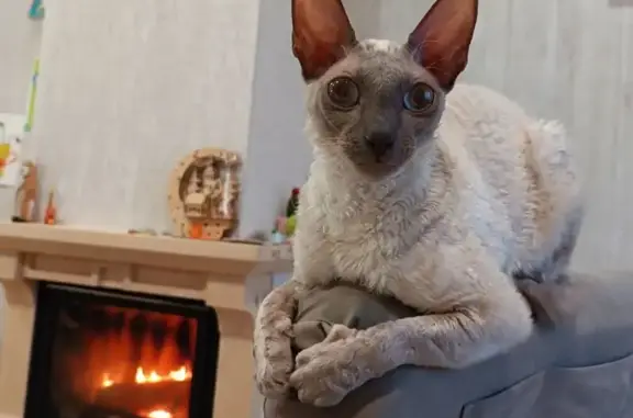 Пропала кошка, улица Победы, 14, Аннинское городское поселение - светлый окрас, порода Корниш Рекс - photo