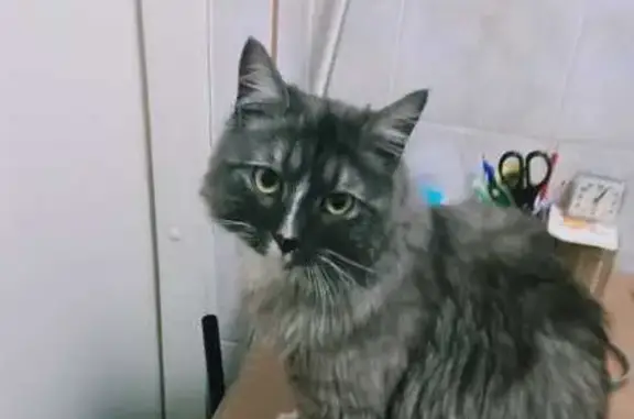 Найденные животные Ногинск, фото: Найден кот, Соборная улица, 12, Ногинск - серый с чёрными полосками