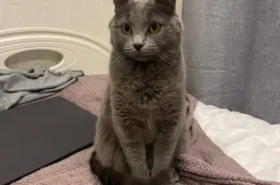 Пропал кот, Лазаревский переулок, 4, Москва - голубой русский, серый окрас - photo