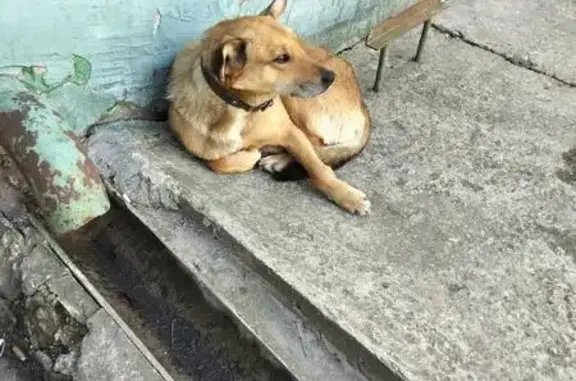 Пропала собака, Пионерская улица, 9, Воскресенск - photo