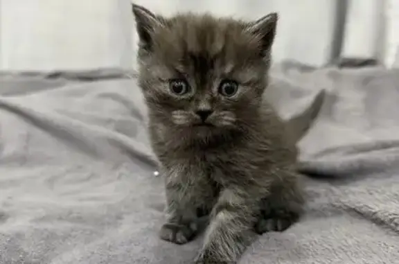 Пропала кошка, Йошкар-Ола, Марий Эл - тёмно-серого окраса - photo