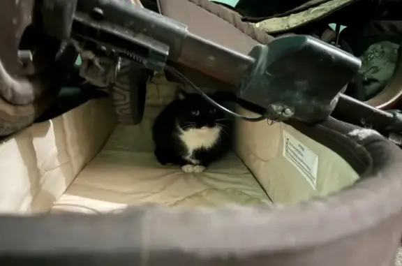 Найдена кошка, Иваново, фото: Найдена кошка, микрорайон ДСК, 3, Иваново - ласковая и добрая