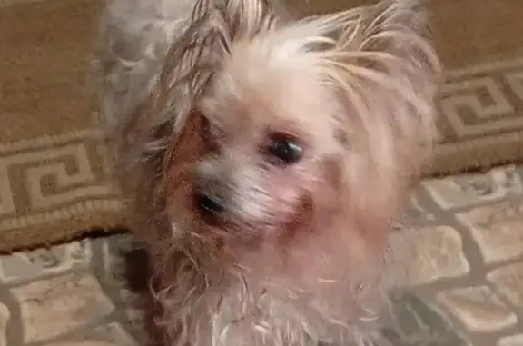 Объявления о пропавших и найденных животных, Мытищи, фото: Найдена собака, Лётная улица, 28 к1, Мытищи - сука без ошейника