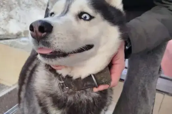 Найдена собака, Ленинградское шоссе (дублёр), Москва - photo