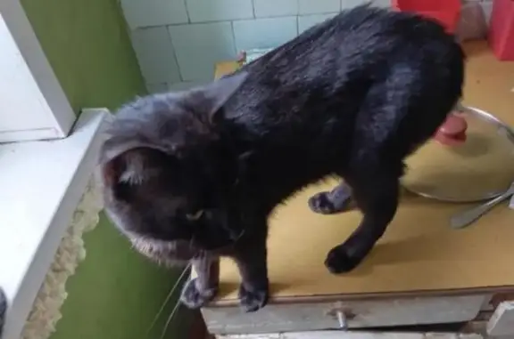 Пропал кот, Спортивный переулок, 7, Тверь - отзывается на Плаг - photo