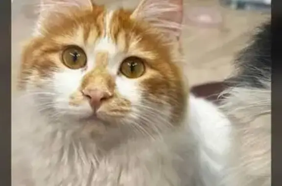 Пропала кошка, 1-я Рабочая улица, Артём - курильский бобтейл, белая с рыжими пятнами - photo