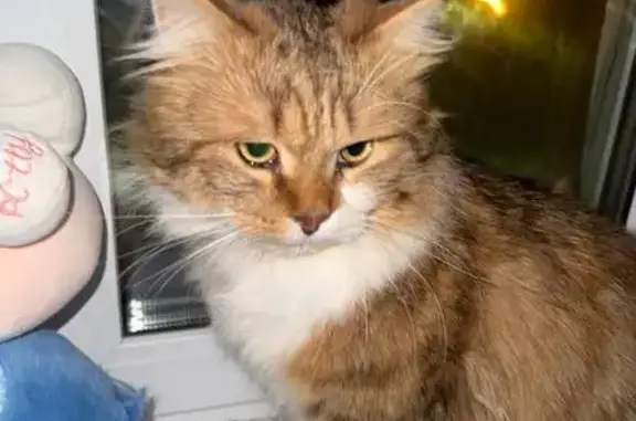 Пропал кот, Городской переулок, Тула - трёхцветный, белые лапки - photo