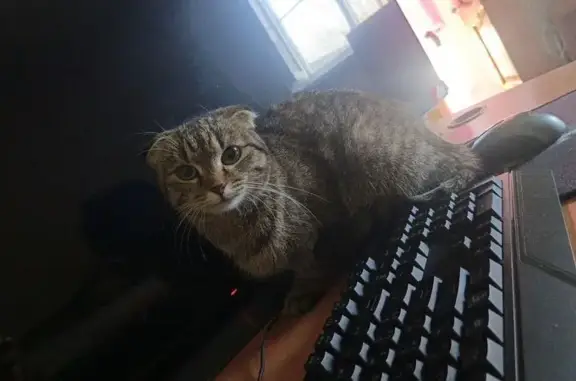 Найдена кошка, Волгоград, фото: Найдена кошка, улица Николая Отрады, 11, Волгоград - вислоухая девочка