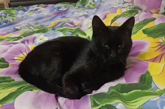 Объявления о пропавших и найденных животных, Павлово, фото: Пропал кот, переулок Суворова, 12, Павлово - чёрный, к чужим не идёт