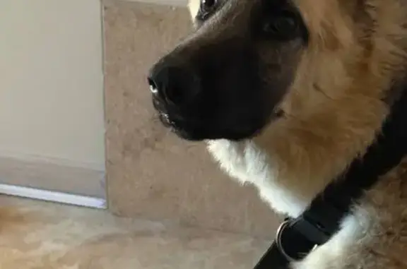 Пропал собака, мужской, Овражная улица, 4, Солонцы - photo