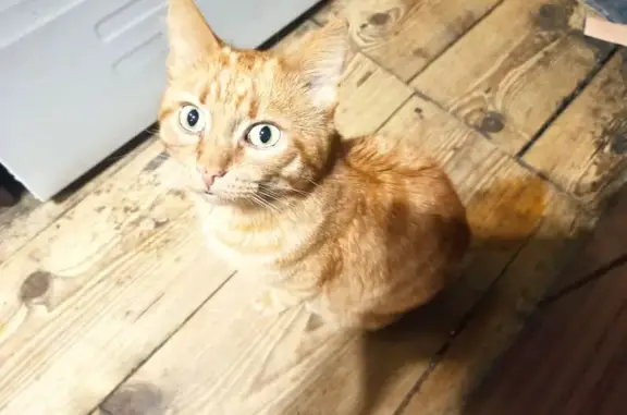 Пропал кот, улица Белинского, 137, городской округ Тверь - рыжий, не крупный - photo