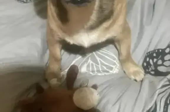 Объявления о пропавших и найденных животных, Ростов-на-Дону, фото: Пропала собака, женский пол, Целиноградская улица, 3, Ростов-на-Дону - рыжая фенотип таксы