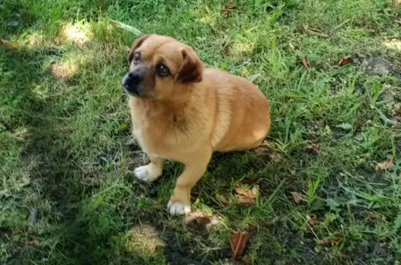 Пропал собака, улица Самусенко, 49, Михайловск - рыжий окрас, прокусано левое ухо - photo