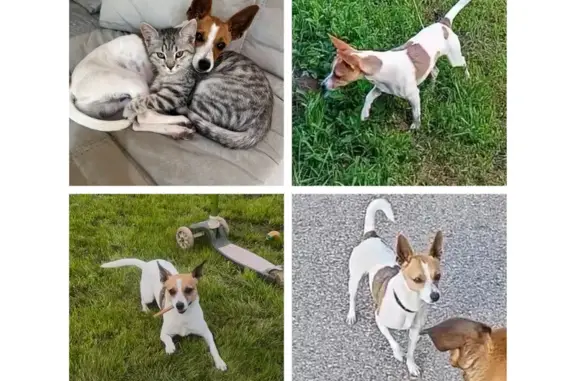 Пропал собака, Стерлитамак, Лазурка - той терьер Джек - photo