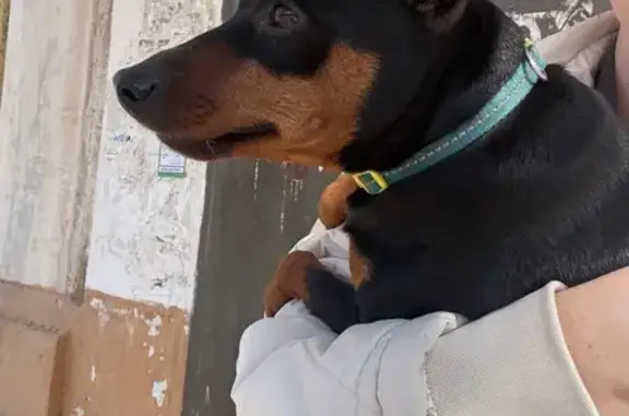 Найдена собака, Астрахань, фото: Найден собака, улица Красная Набережная, 14/3, Астрахань