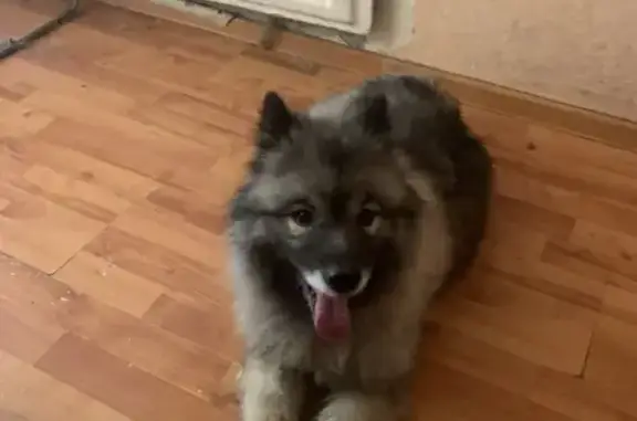 Найдена собака, Вологда, фото: Найдена собака, девочка, Архангельская улица, Вологда