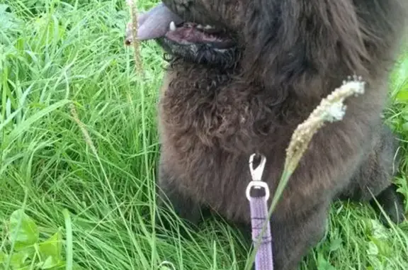 Собаки потеряшки, Грязи, фото: Потеряшка собака, мужской, городское поселение Грязи, Липецкая область - чёрный с зелёным ошейником