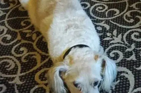 Пропал собака, мужской, Загребский бульвар, 9, Санкт-Петербург - белый лохматый Миша, 10 лет - photo