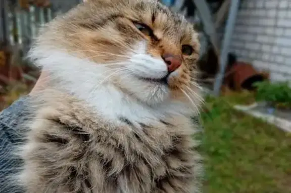 Пропал кот, Гаврилов-Ям, Ярославская область - дикий - photo